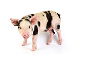 PIG 02 JD0006 01
Kunekune/Gloucestershire Old Spots Mixed Breed Piglet Standing On White Seamless