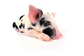 PIG 02 JD0007 01
Kunekune/Gloucestershire Old Spots Mixed Breed Piglet Laying Down On White Seamless