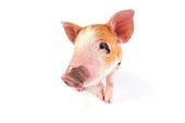 PIG 02 JD0008 01
Kunekune/Gloucestershire Old Spots Mixed Breed Piglet Sitting On White Seamless