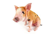 PIG 02 JD0009 01
Kunekune/Gloucestershire Old Spots Mixed Breed Piglet Sitting On White Seamless