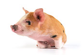 PIG 02 JD0010 01
Kunekune/Gloucestershire Old Spots Mixed Breed Piglet Laying Down On White Seamless