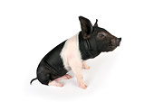 PIG 02 JD0012 01
Saddleback Mixed Breed Piglet Sitting On White Seamless