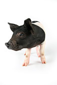 PIG 02 JD0013 01
Saddleback Mixed Breed Piglet Standing On White Seamless