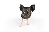 PIG 02 JD0014 01
Saddleback Mixed Breed Piglet Standing On White Seamless