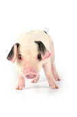 PIG 02 JD0016 01
Gloucestershire Old Spots Piglet Standing On White Seamless