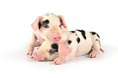 PIG 02 JD0018 01
Two Gloucestershire Old Spots Piglets Laying On White Seamless