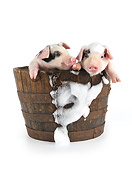 PIG 02 JD0019 01
Two Gloucestershire Old Spots Piglets Standing In Bucket Of Soap Suds On White Seamless