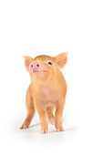 PIG 02 JD0021 01
Tamworth Piglet Standing On White Seamless