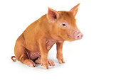 PIG 02 JD0023 01
Tamworth Piglet Sitting On White Seamless