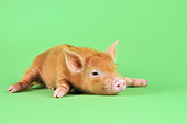 PIG 02 JD0025 01
Tamworth Piglet Laying On Green Seamless