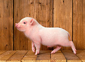 PIG 02 KH0001 01
Vietnamese Pot-Bellied Piglet Walking In Barn