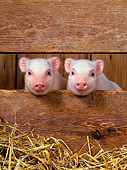 PIG 02 KH0002 01
Vietnamese Pot-Bellied Piglets Sitting In Barn Peeking Through Boards