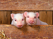 PIG 02 KH0003 01
Vietnamese Pot-Bellied Piglets Sitting In Barn Peeking Through Boards