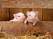 PIG 02 KH0004 01
Vietnamese Pot-Bellied Piglets Sitting In Barn Peeking Through Boards