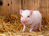 PIG 02 KH0005 01
Vietnamese Pot-Bellied Piglet Standing In Barn