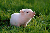PIG 02 KH0006 01
Vietnamese Pot-Bellied Piglet Standing In Grass