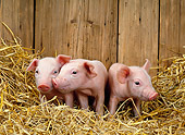 PIG 02 KH0009 01
Three Piglets Standing In Straw