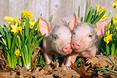 PIG 02 LS0001 01
Two Piglets Standing On Leaves By Daffodils