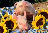 PIG 02 LS0002 01
Two Piglets Laying On Blanket By Sunflowers