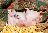 PIG 02 LS0004 01
Head Shot Of Two Piglets Sleeping In Pile Of Corn