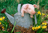PIG 02 LS0005 01
Piglet Sitting In Metal Watering Can By Daffodils