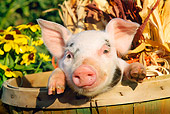 PIG 02 LS0006 01
Head Shot Of Piglet Sitting Basket