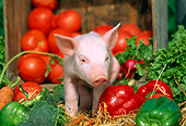 PIG 02 LS0009 01
Piglet Standing On Straw By Vegetables