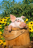 PIG 02 LS0010 01
Head Shot Of Piglet Sitting Wooden Bucket By Flowers