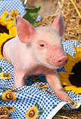 PIG 02 LS0011 01
Piglet Laying On Blanket By Sunflowers