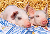 PIG 02 LS0012 01
Two Piglets Sleeping On Blanket By Hay