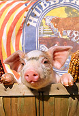 PIG 02 LS0014 01
Head Shot Of Piglet Sitting Basket