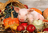 PIG 02 LS0020 01
Piglet Laying By Apples & Gourds In Box Autumn