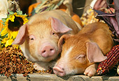 PIG 02 LS0021 01
Two Piglet Laying By Corn And Flowers Autumn