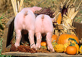 PIG 02 LS0022 01
Rear View Of Two Piglets Standing In Wooden Box By Corn & Pumpkins Autumn