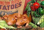 PIG 02 LS0023 01
Two Piglets Laying By Vegetables