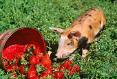 PIG 02 LS0024 01
Piglet Sniffing Basket Of Strawberries In Field