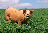 PIG 02 LS0025 01
Pig Squealing In Field Summer