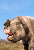 PIG 02 LS0026 01
Head Shot Of Pig Squealing Blue Sky