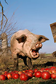 PIG 02 LS0027 01
Pig Eating Apples In Barnyard Blue Sky