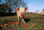 PIG 02 LS0028 01
Pig Eating Apples In Barnyard Blue Sky