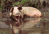 PIG 02 LS0029 01
Pig Squealing In Mud