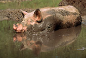 PIG 02 LS0030 01
Pig Laying In Mud