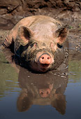 PIG 02 LS0031 01
Pig Laying In Mud