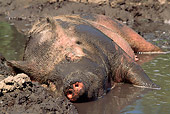 PIG 02 LS0032 01
Pig Laying In Mud