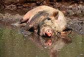 PIG 02 LS0033 01
Pig Laying In Mud