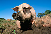 PIG 02 LS0034 01
Pig Standing In Mud In Field Blue Sky