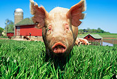 PIG 02 LS0035 01
Pig Standing In Field By Barn