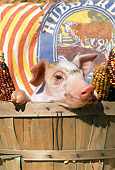 PIG 02 LS0039 01
Head Shot Of Piglet Sitting Basket