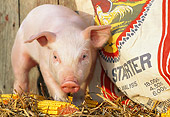 PIG 02 LS0040 01
Piglet Standing By Corn Cobs And Bag Of Chicken Feed