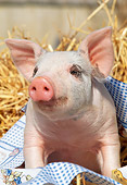 PIG 02 LS0041 01
Piglet Sitting On Blanket In Hay